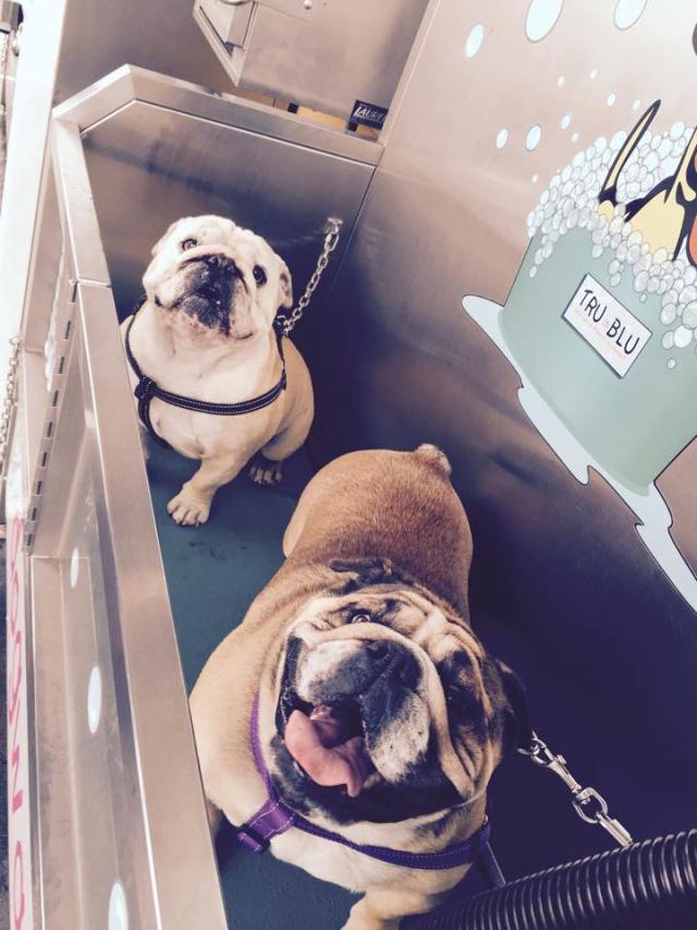 11280003_10154086120781808_1950811318_n