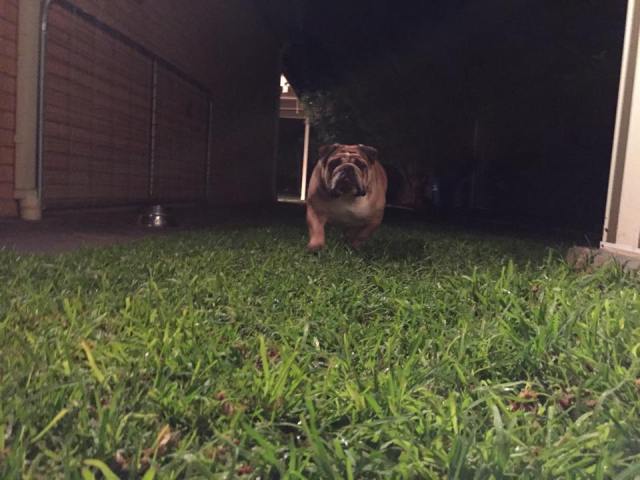 11536813_10154122061186808_1720491179_n