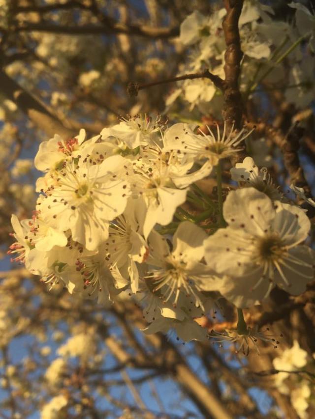 12025555_10154354844551808_259348321_n