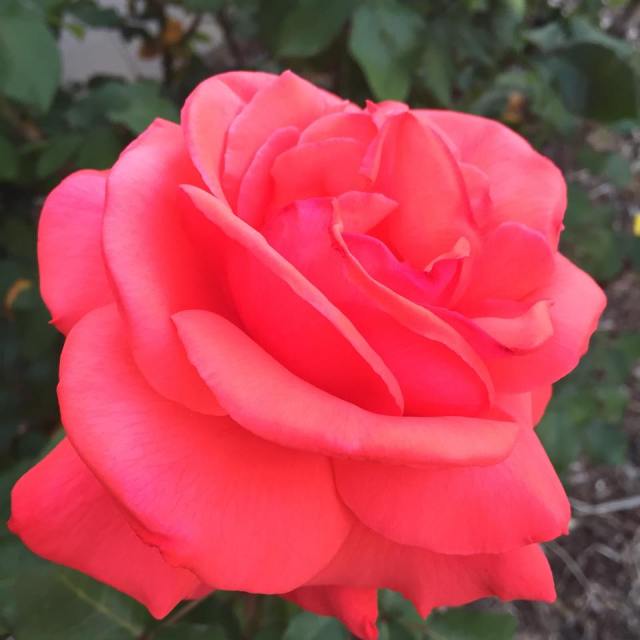 12064155_10154392403381808_1048125502_n