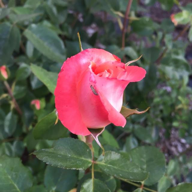 12071341_10154392403426808_835963445_n