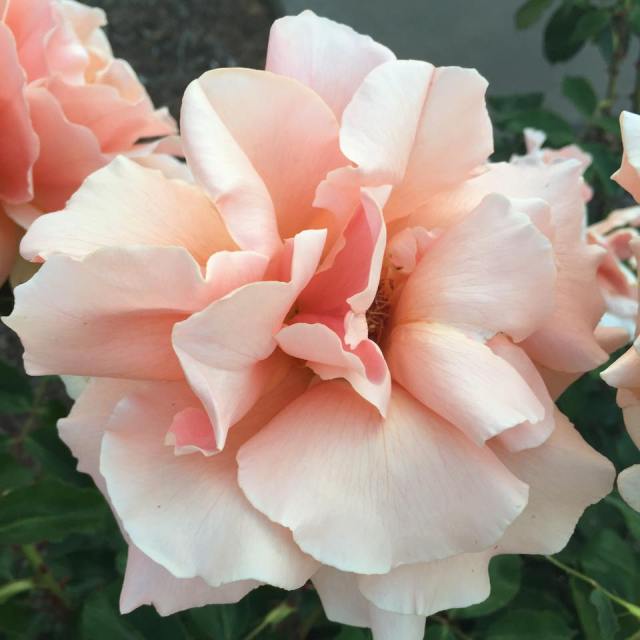 12081581_10154392403336808_643293420_n