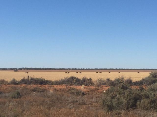 12283195_10154479582201808_2078367019_n