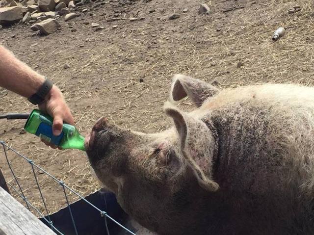 16215729_10155671326796808_734016247_n