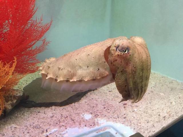 16237860_10155671335851808_1591340573_n