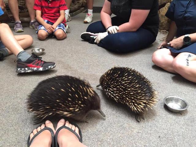 16238022_10155671336221808_43241481_n